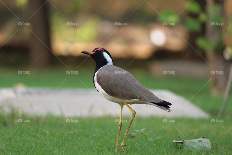 Red billed lapwing or Red wattled lapwing.
Beautiful Red billed lapwing on a field.