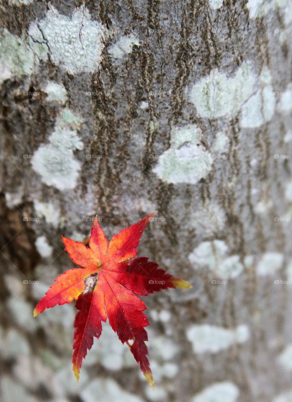 ted leaf on tree