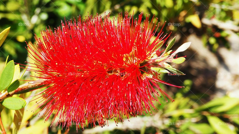 Red flower