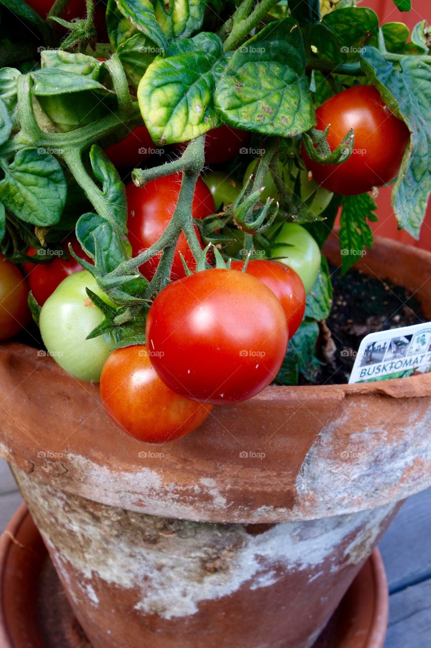 I only planted one tomato plant but it is full of tomatoes and the taste delicious.