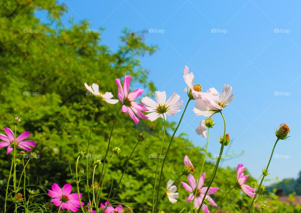 Cosmos or Mexican aster flowers in bloom.  Pink color,  Barbie style