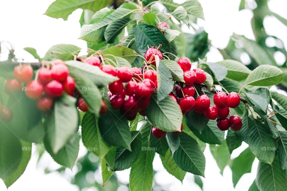 Closeup of ripe red cherry berries on tree among green leaves