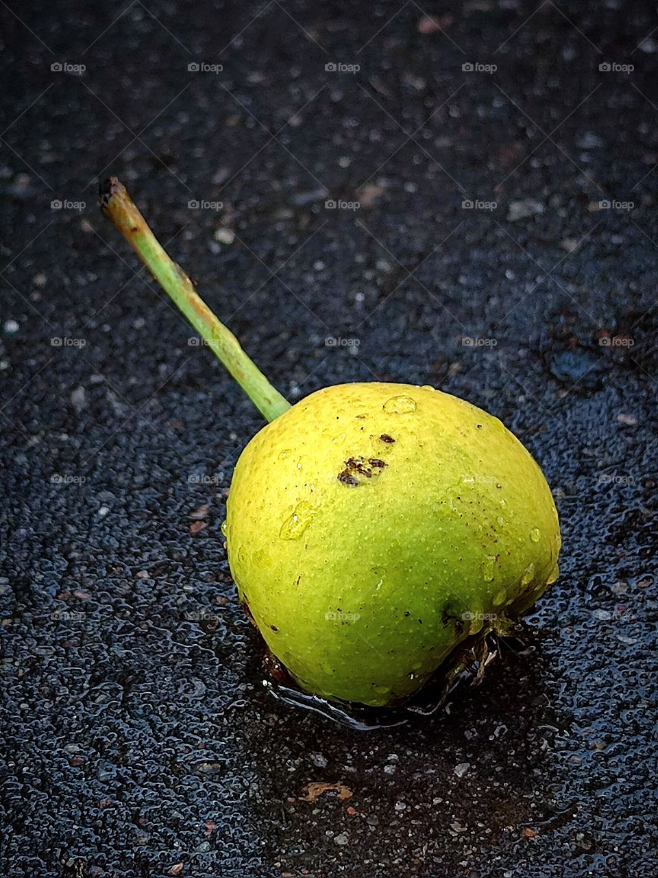 wild green pear on wet asphalt.  water drops on the pear