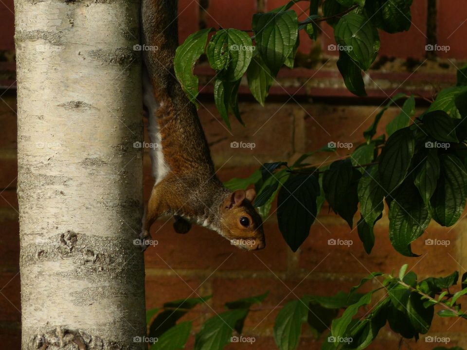 This squirrel has his eye on something…