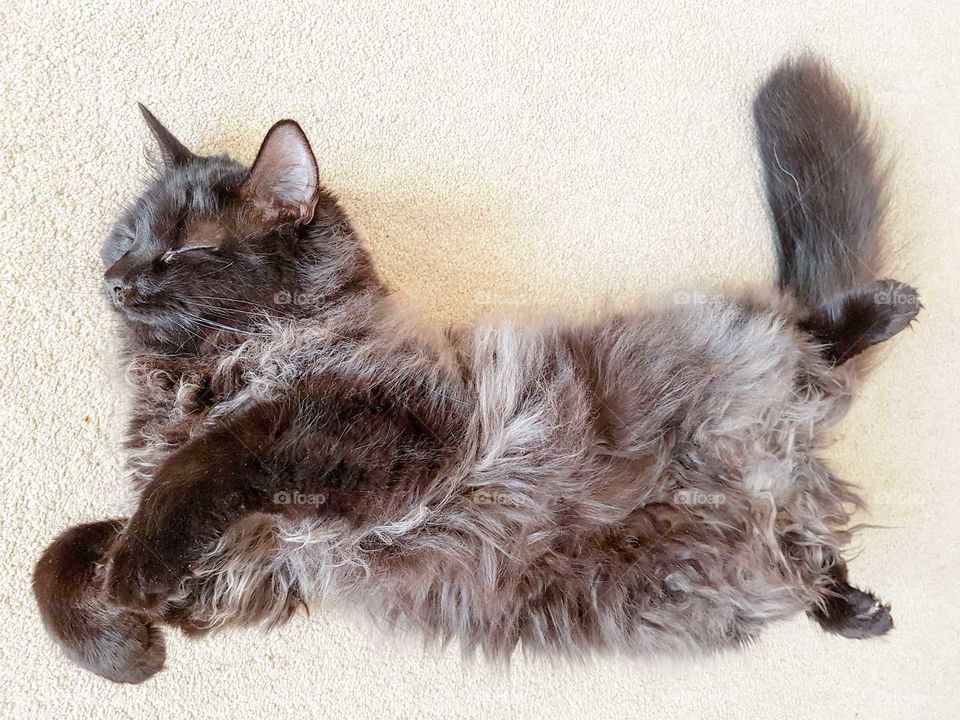 Stunning Fluffy Black Smoke Maine coon cat having a happy dream while sleeping.