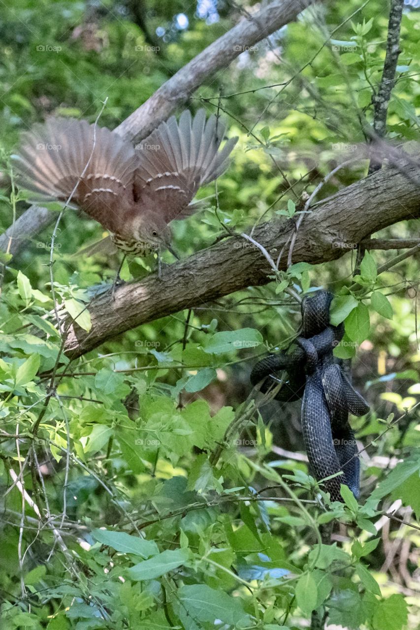 Foap, My Favorite Moment: A brown thrasher flares its wings, fervently defending its nest from a hungry eastern rat snake. Yates Mill County Park, Raleigh, North Carolina.