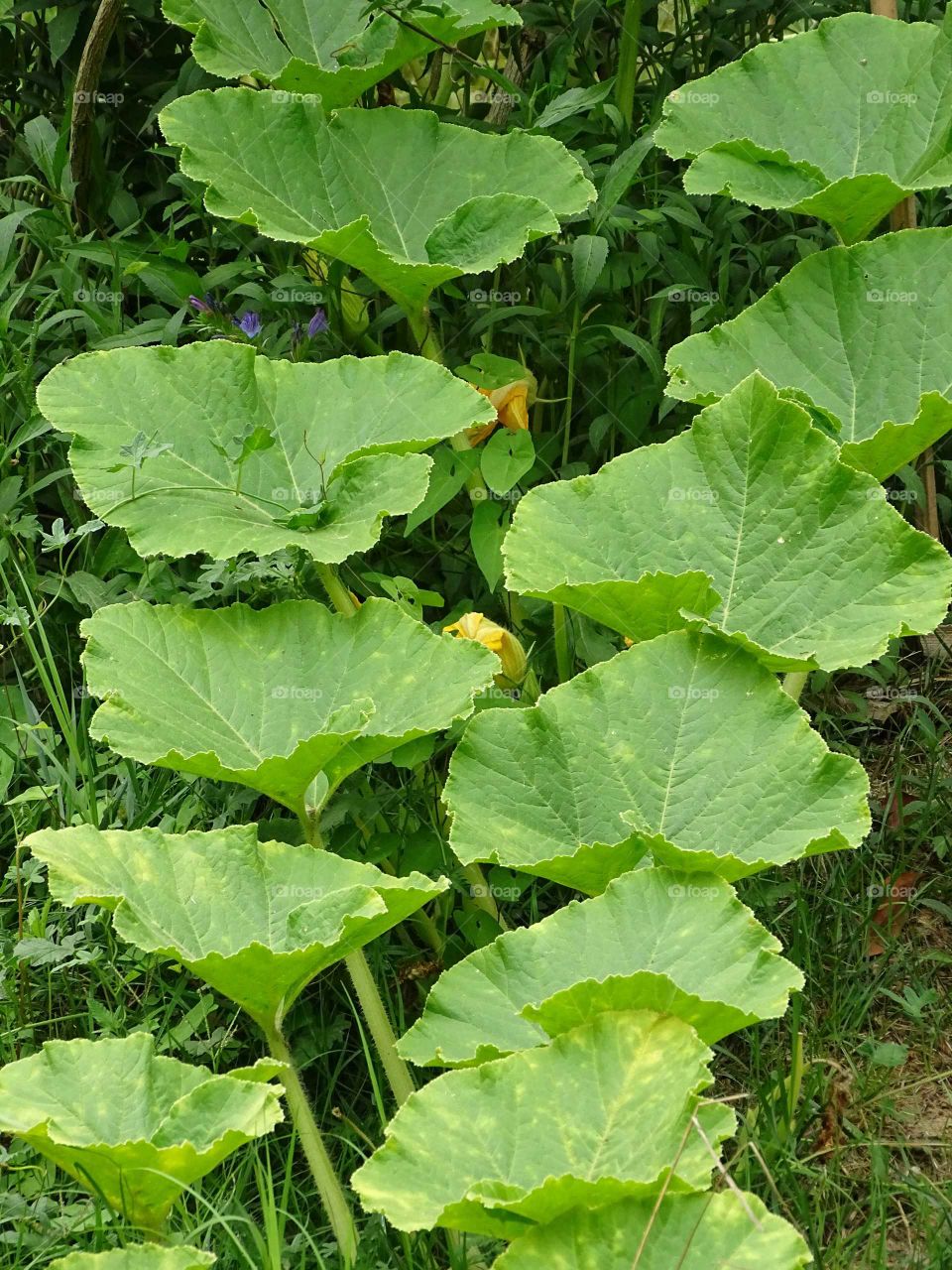 Green leaves and online