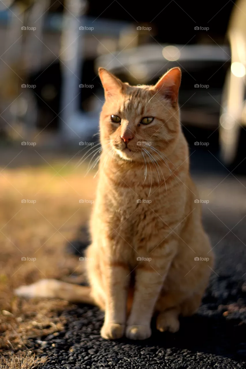 leo