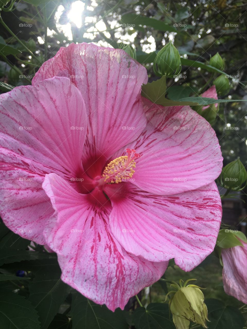 Pink flower