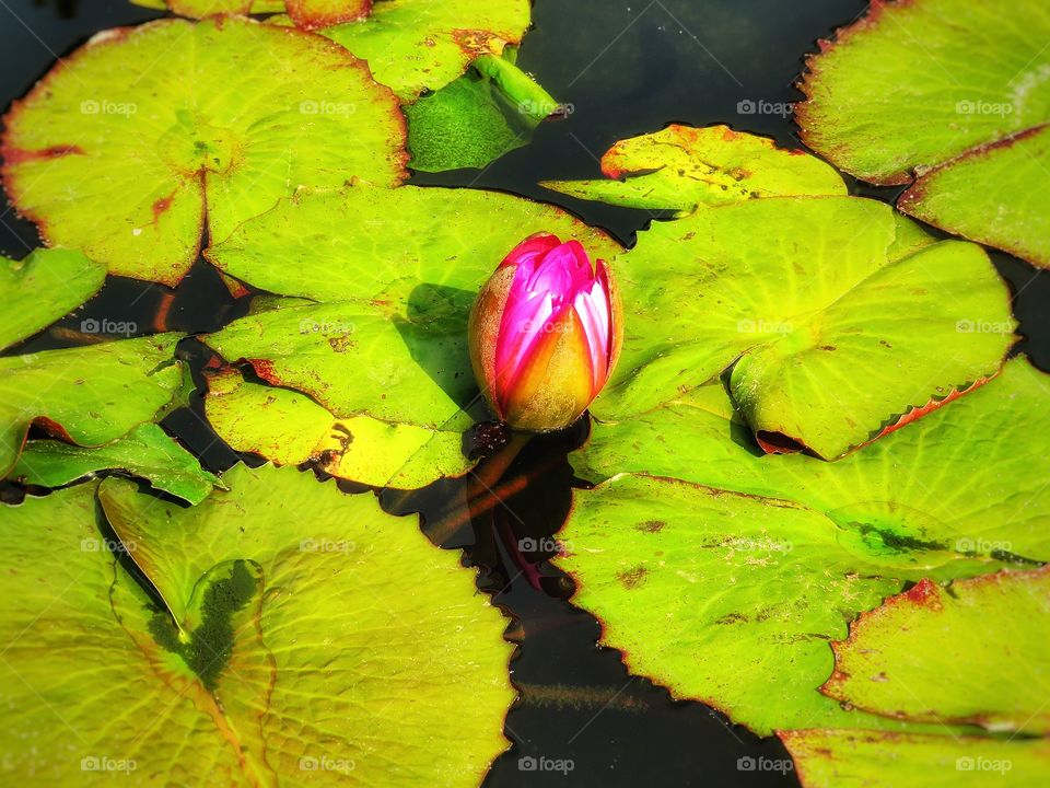 Water Lily