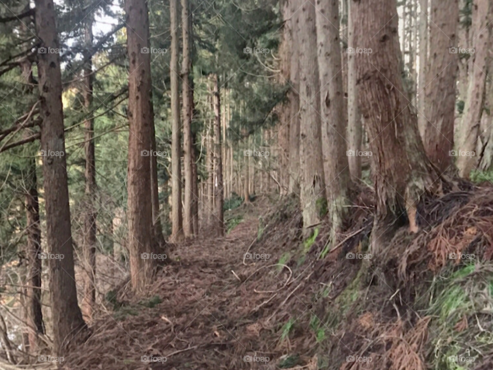 Красивый лес 