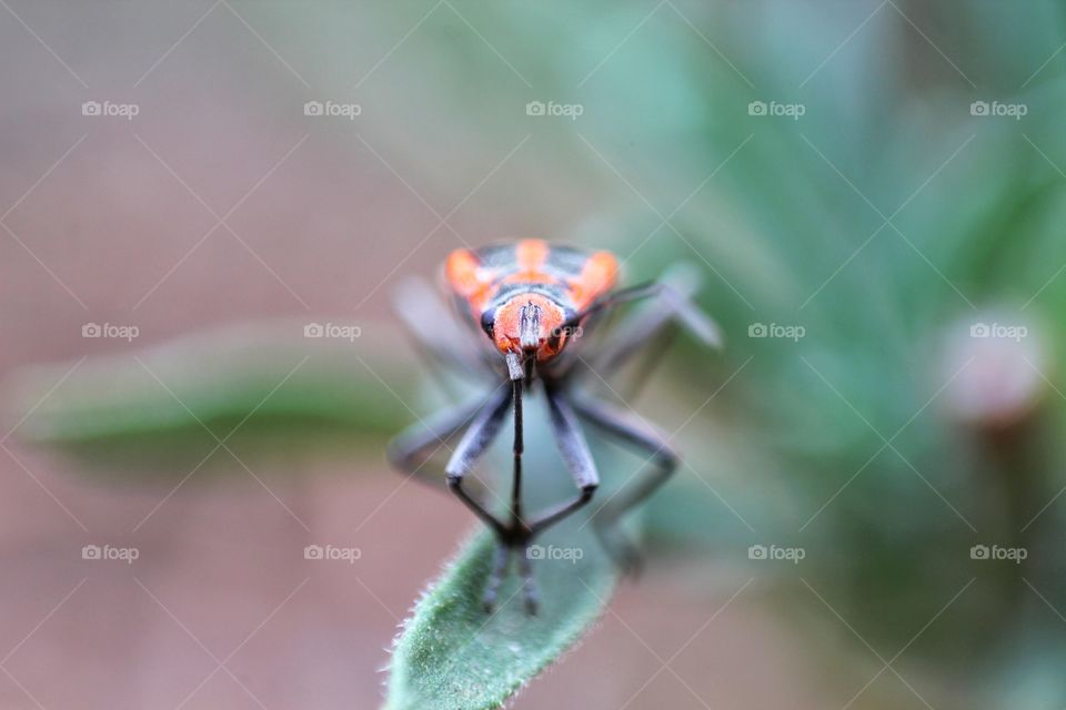 Flea sitting on leaf