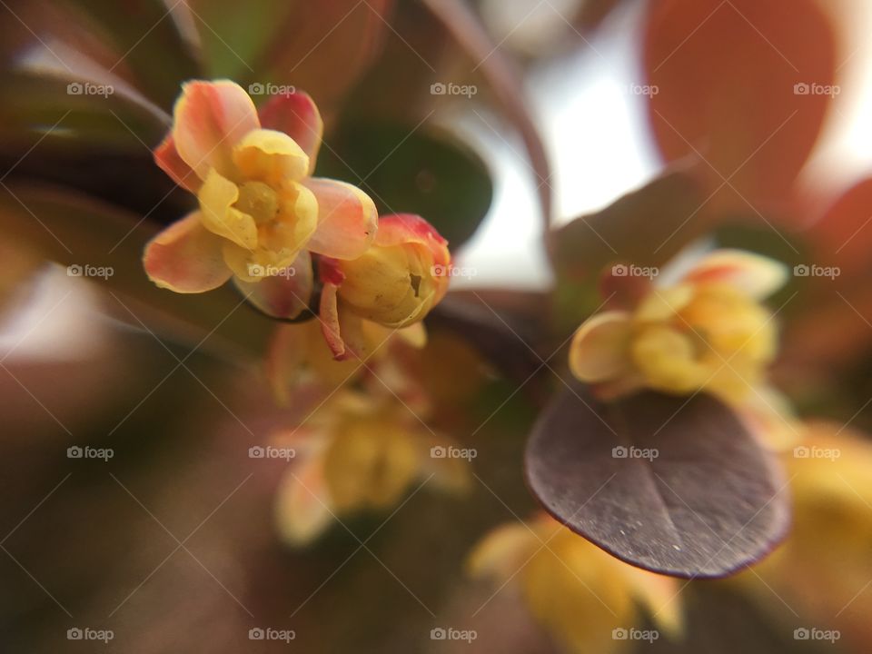 Hedge closeup