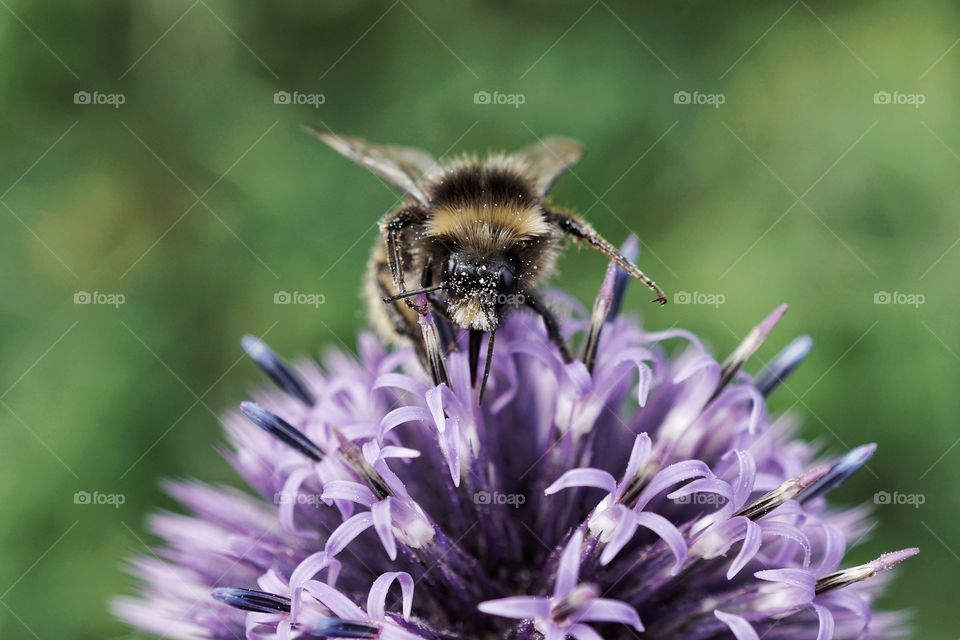Beautiful bee collecting pollen from my sister-in-law’s allotment garden ... 