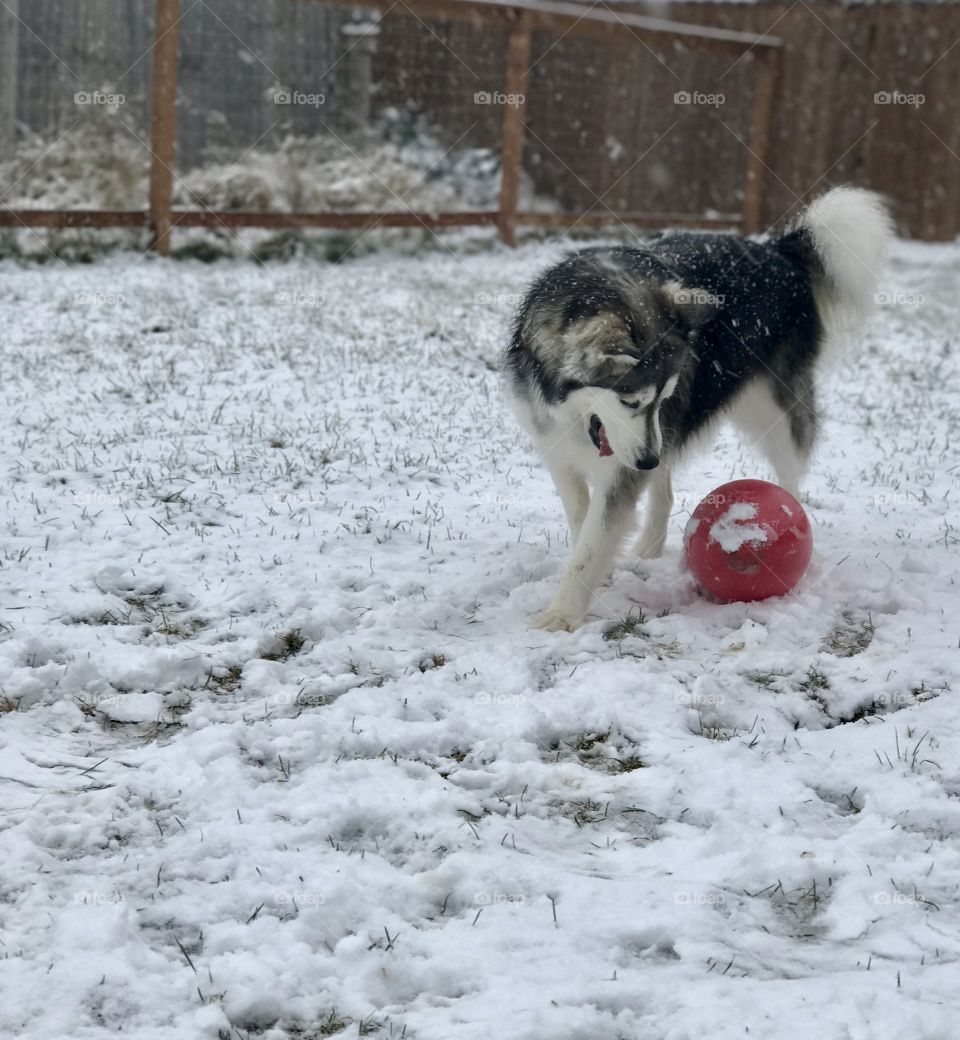 Siberian Husky in the Snow