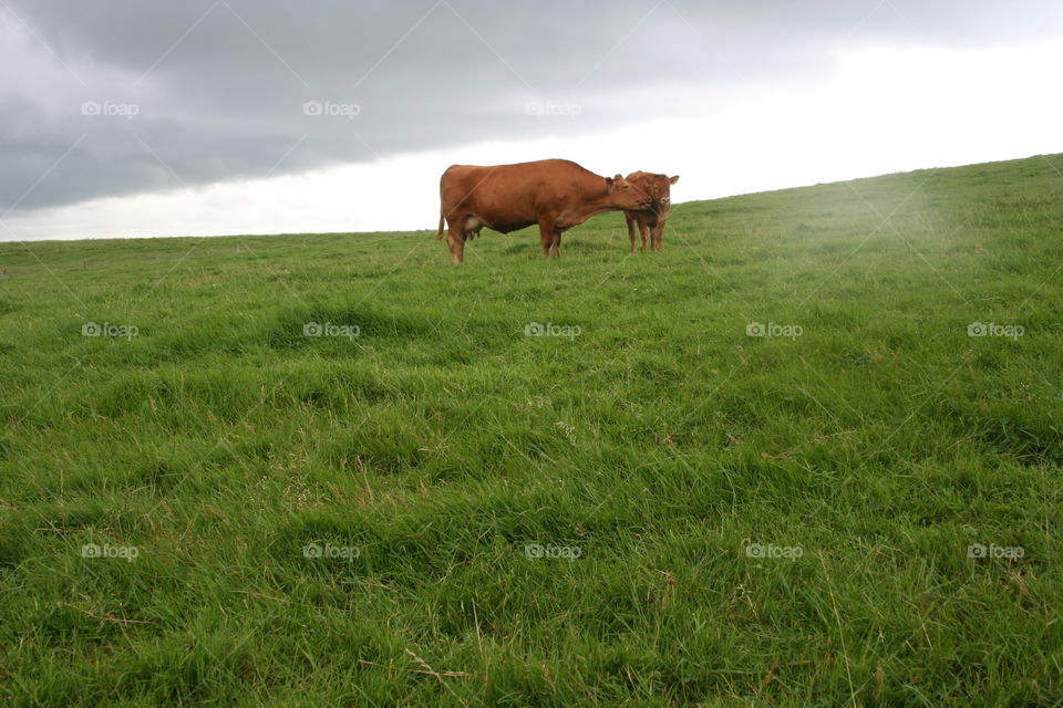 Cows in the country