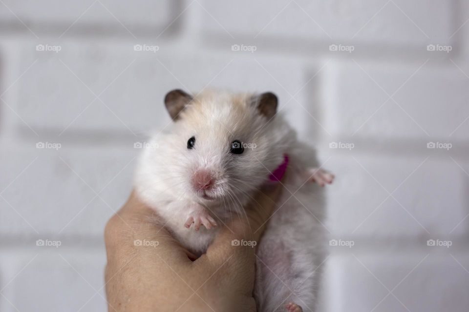 Fluffy white golden hamster in female hand