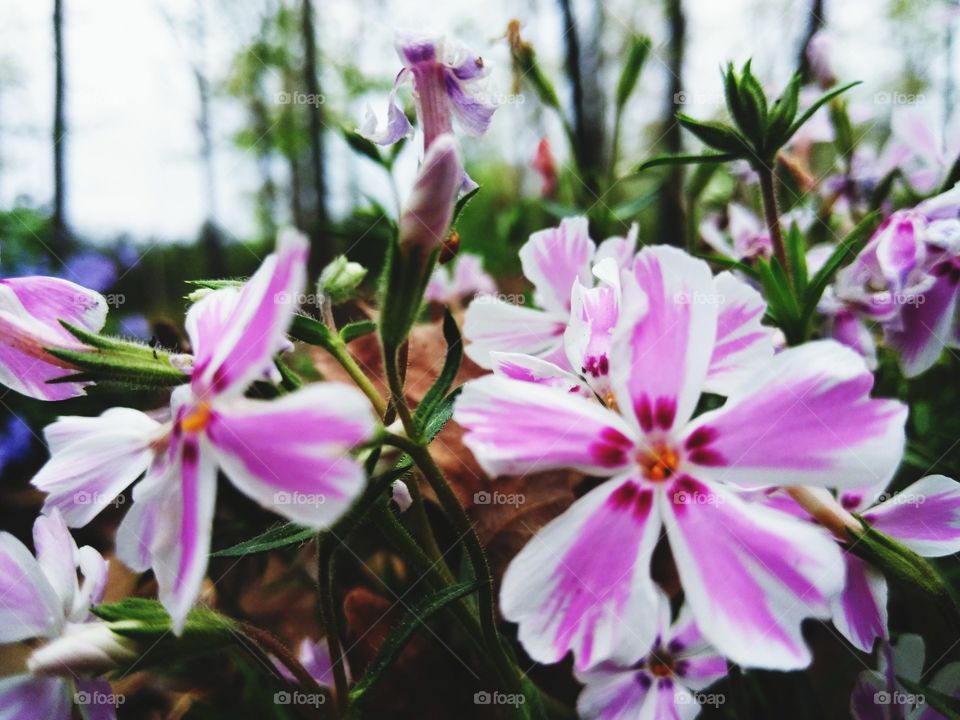 peppermint phlox blooming so elegant but strong.