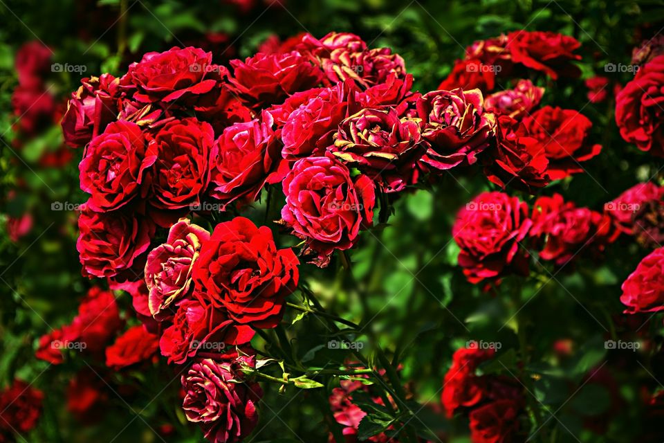 LINDO ARBUSTO ROSAS 🌹 VERMELHAS