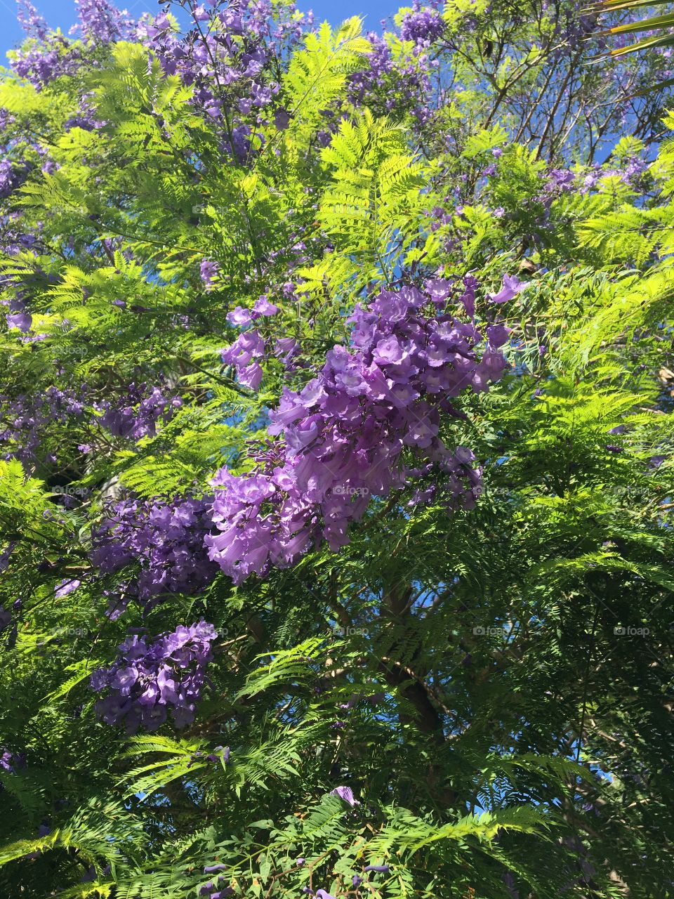 Jacaranda flowers