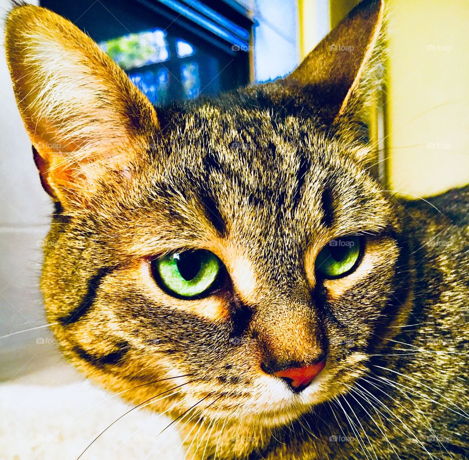 Brown tabby green eyes