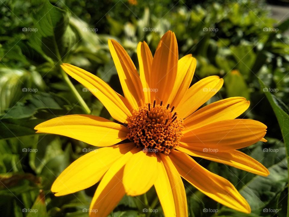 The Jerusalem artichoke (Helianthus tuberosus), also called sunroot, sunchoke, or earth apple. Floral desktop background. Yellow flower on dark green background