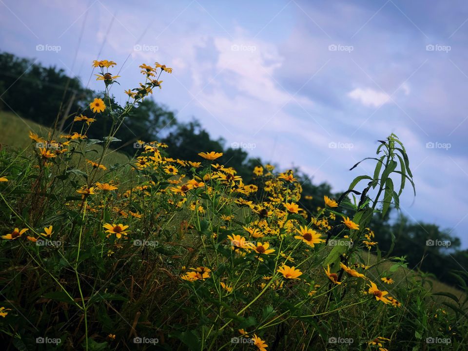 Hayfield is for daisies! Not dummy’s.