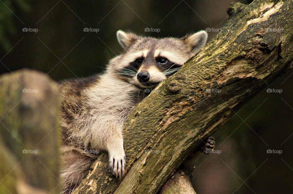 chilling racoon
