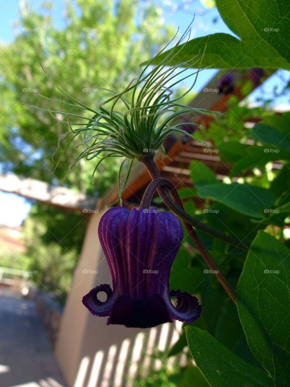 Leather Flower Clematis