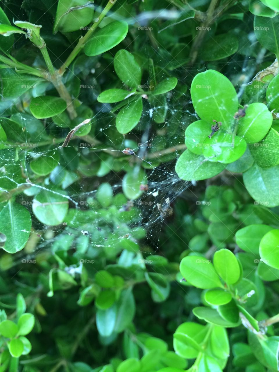 Closeup of a spider web in a boxwood bush. 