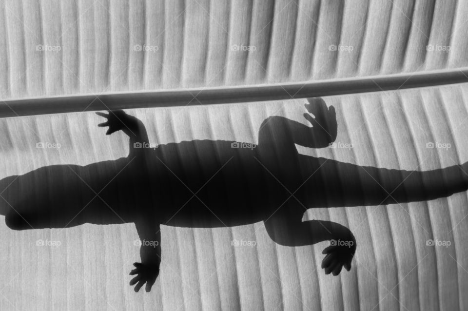 Shadow of lizard on banana leaf.