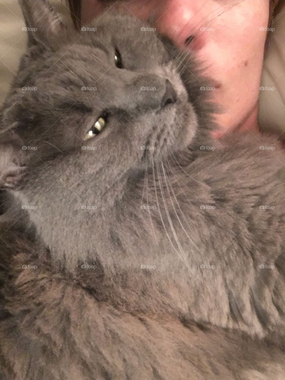 Nebelung Life