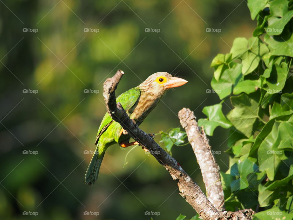 Bird on tree branch