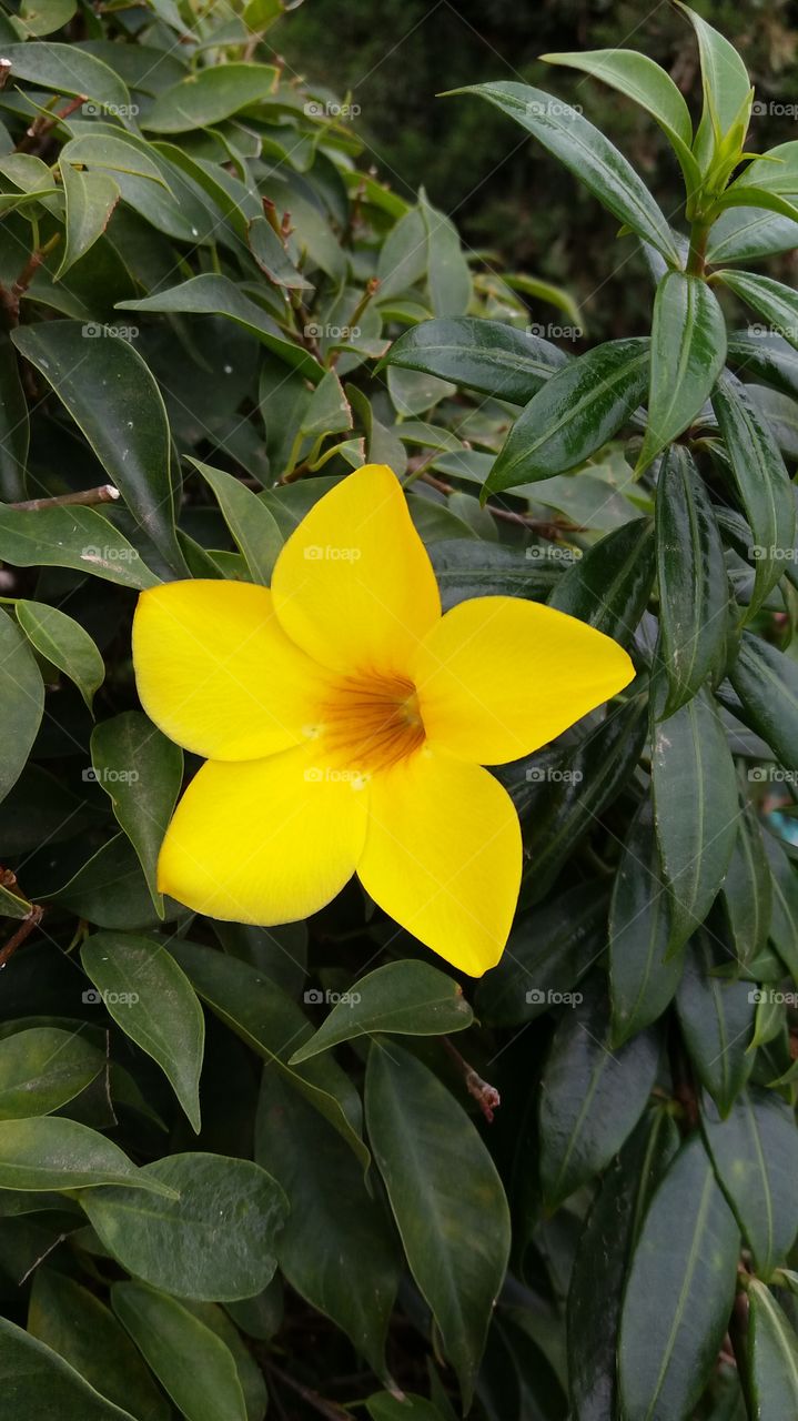 yellow flower