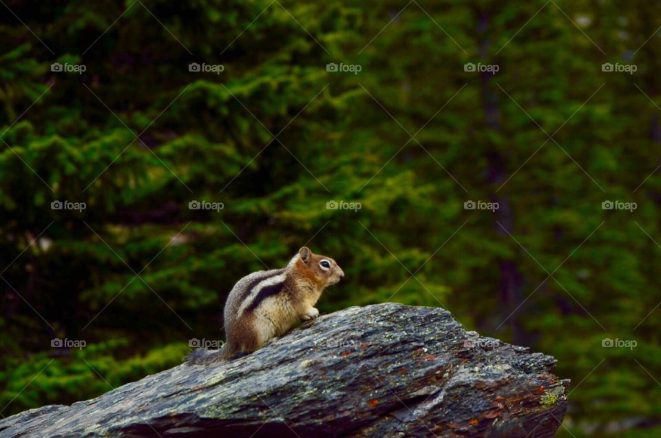 Side view of a squirrel sitting on rock