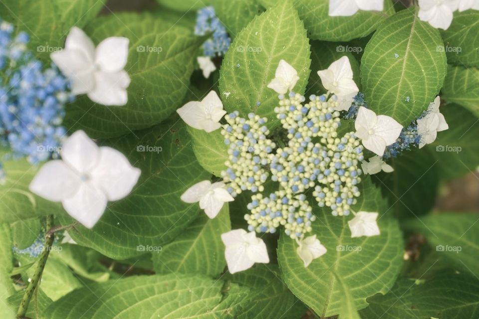 French hydrangea