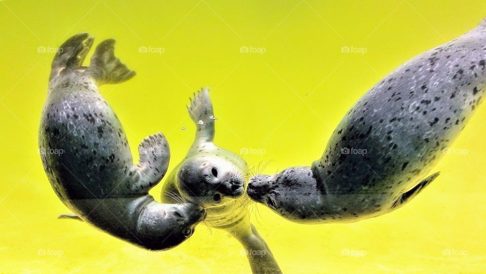 three cute Baby seals playing together underwater