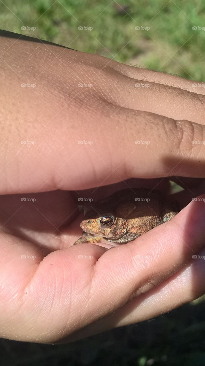 Peekaboo Toad