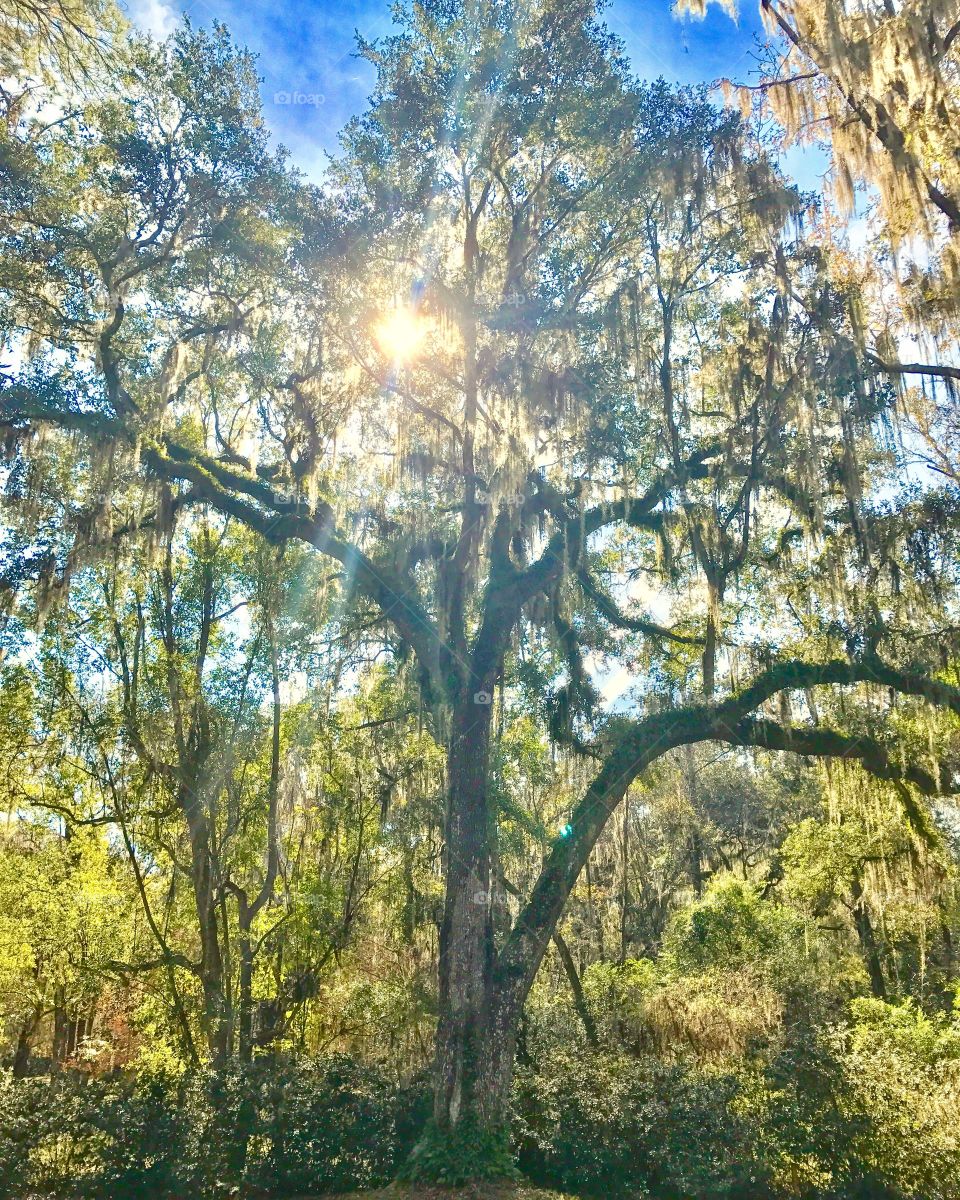 Sunshine and tree