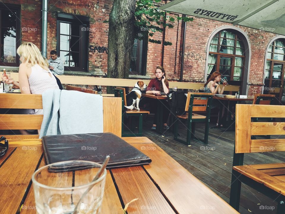 Dog at the table in caffe 