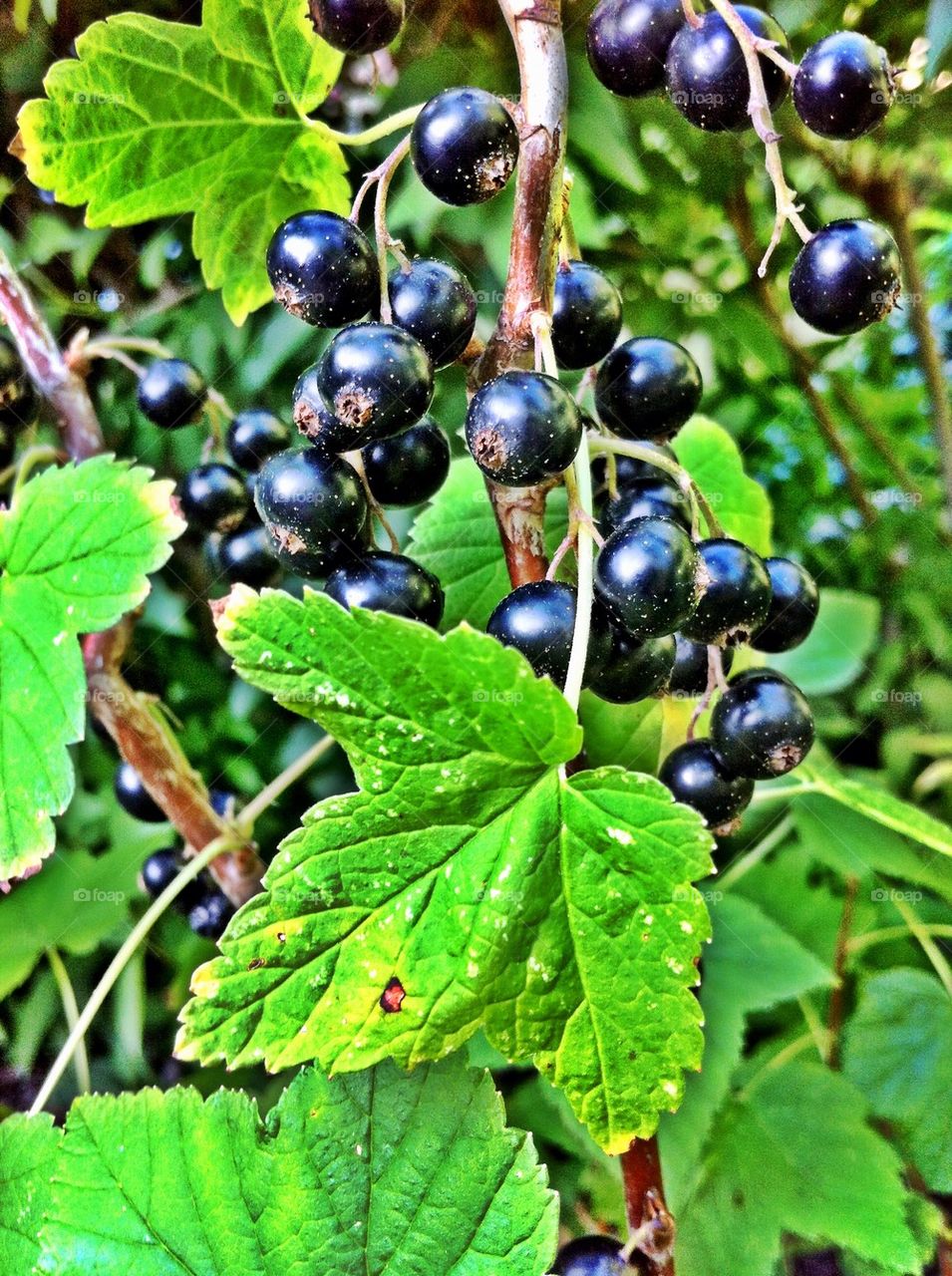Black currant bush with ripen berries.