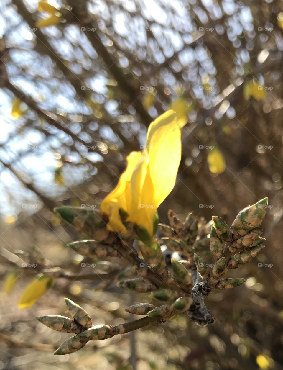 Early Blooming Forsythia 