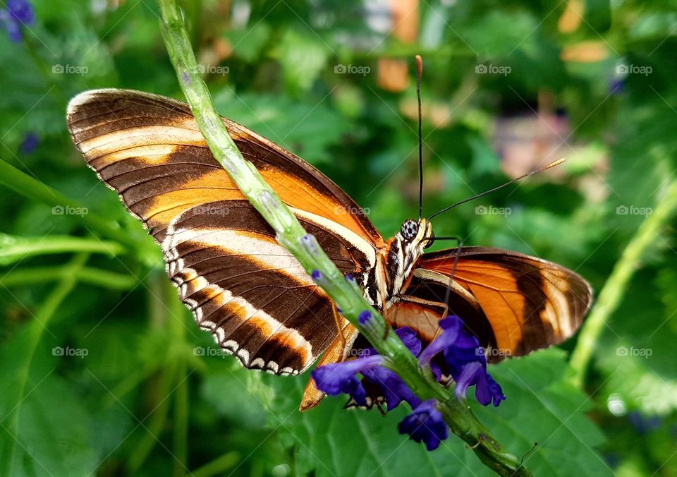 Butterfly in the garden