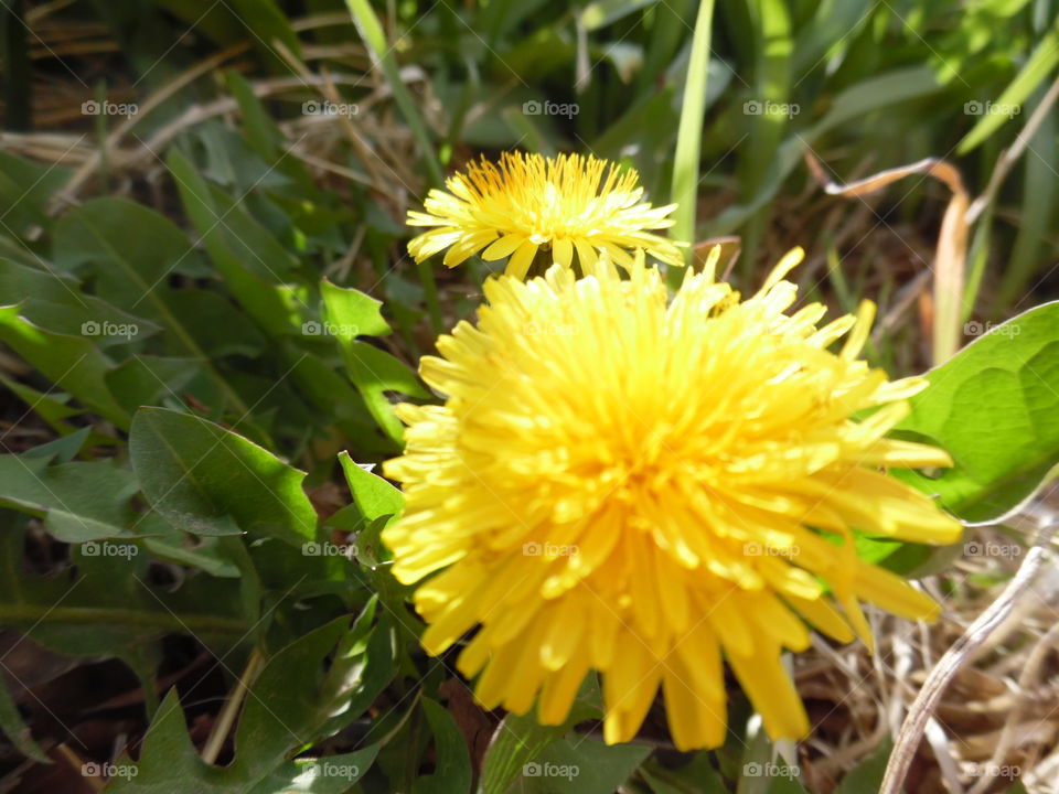 Dandelion