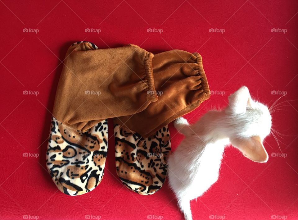 A little white kitten on a red background 