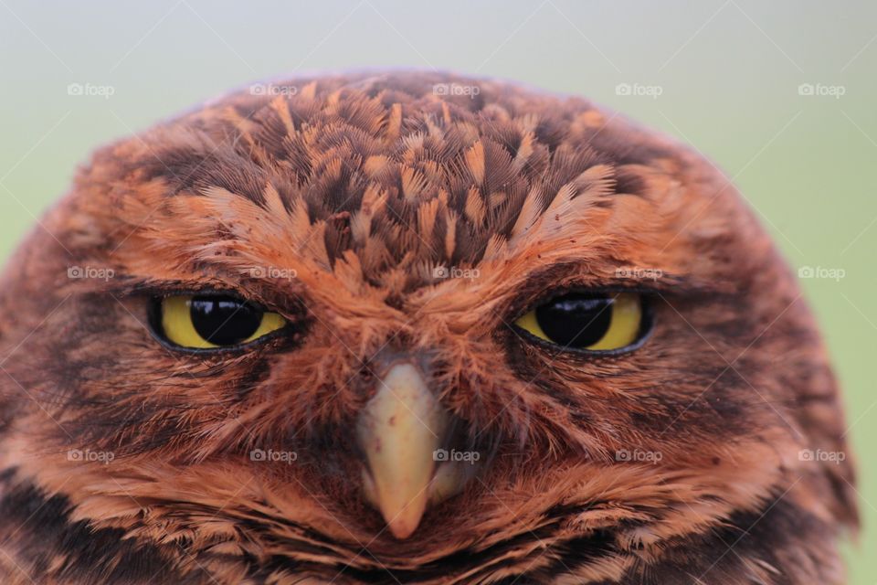 Owl eyes 