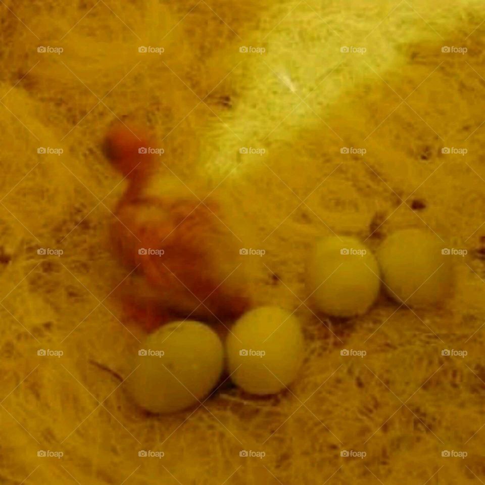 Sun shining into the nesting box