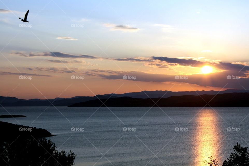 Bird flying over sea during sunset