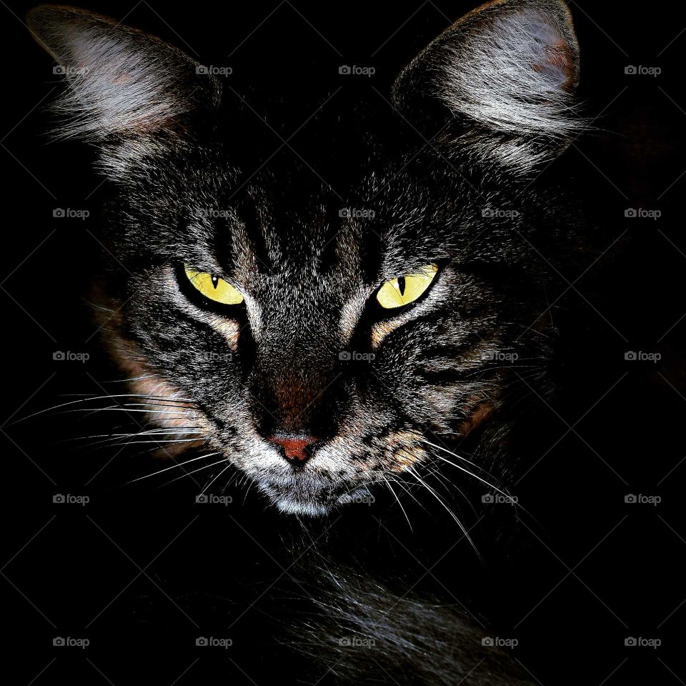 impressive tabby cat with bright eyes low key portrait