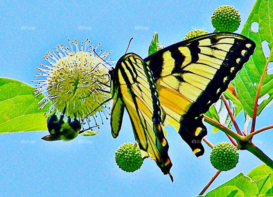 Bee and butterfly sharing the same flower!